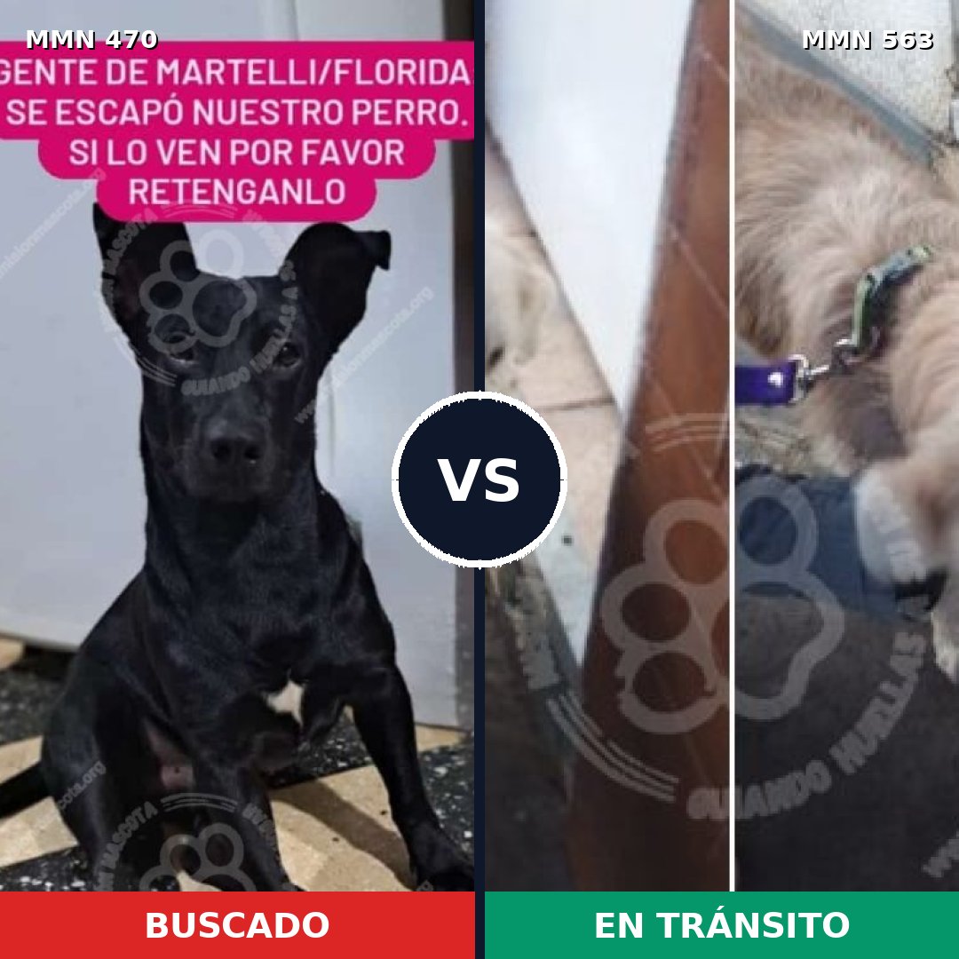 Comparativa MMS 8358: mascota perdida y mascota encontrada, 62% de similitud