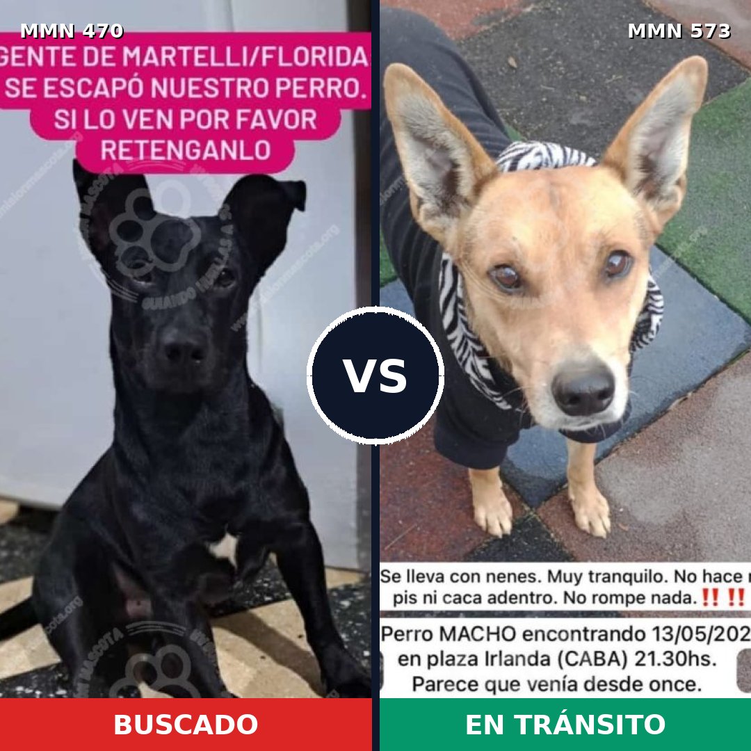 Comparativa MMS 8359: mascota perdida y mascota encontrada, 72% de similitud