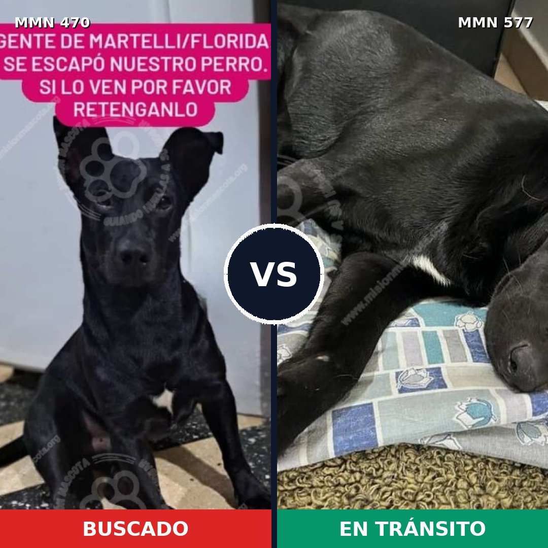 Comparativa MMS 8360: mascota perdida y mascota encontrada, 90% de similitud