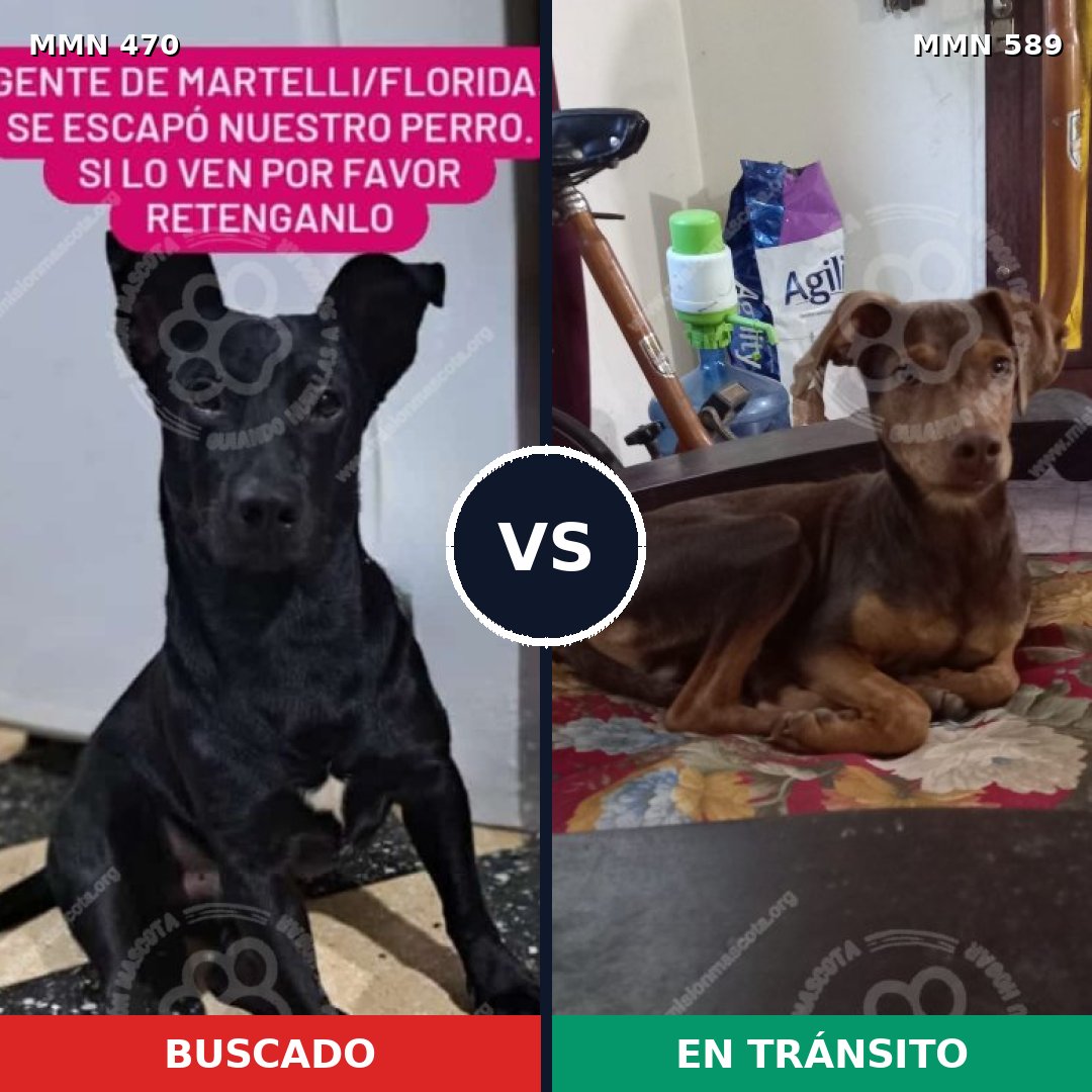 Comparativa MMS 8362: mascota perdida y mascota encontrada, 16% de similitud