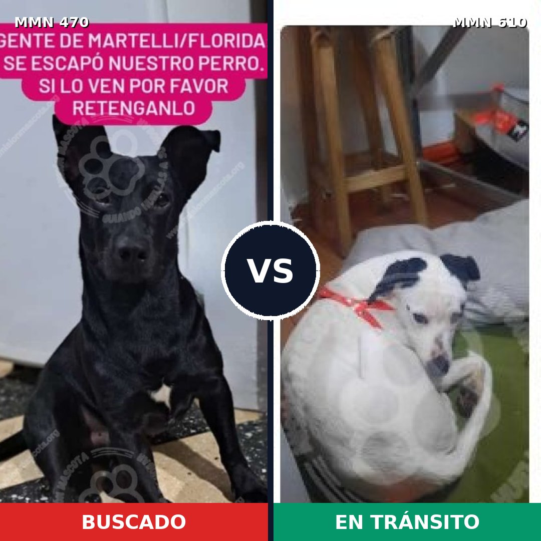 Comparativa MMS 8363: mascota perdida y mascota encontrada, 98% de similitud