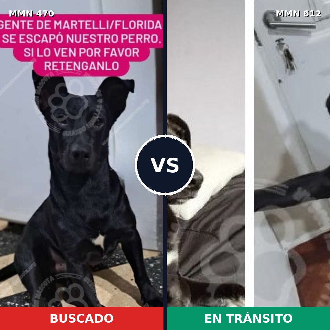 Comparativa MMS 8364: mascota perdida y mascota encontrada, 90% de similitud