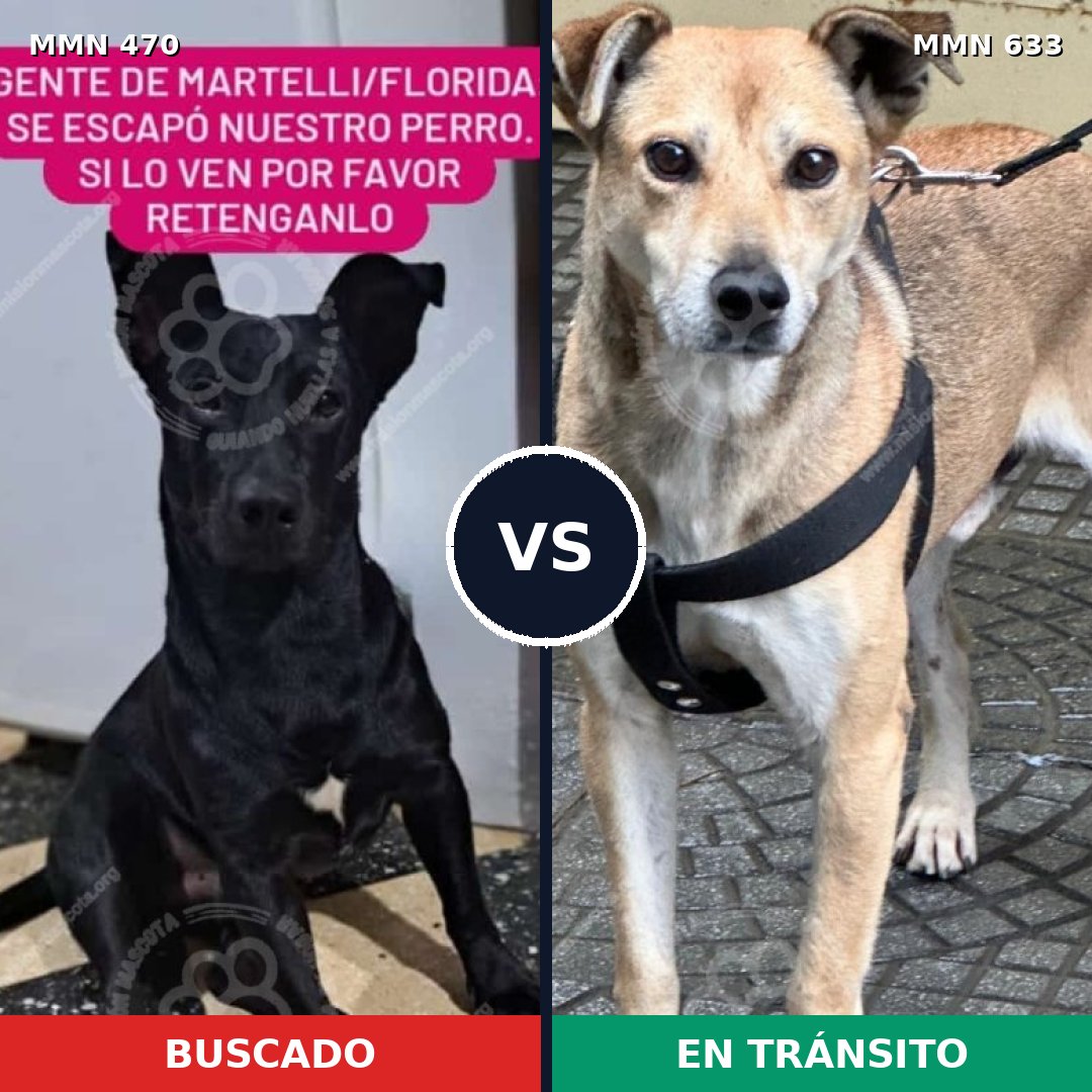 Comparativa MMS 8365: mascota perdida y mascota encontrada, 69% de similitud