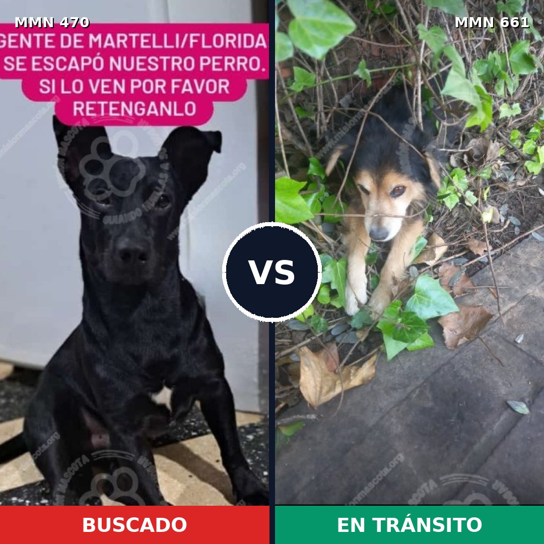 Comparativa MMS 8367: mascota perdida y mascota encontrada, 10% de similitud
