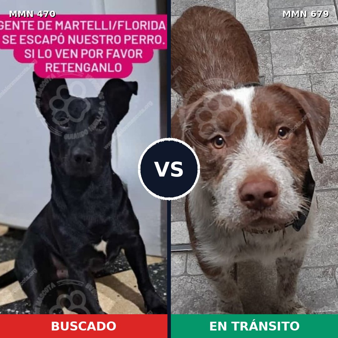 Comparativa MMS 8370: mascota perdida y mascota encontrada, 32% de similitud