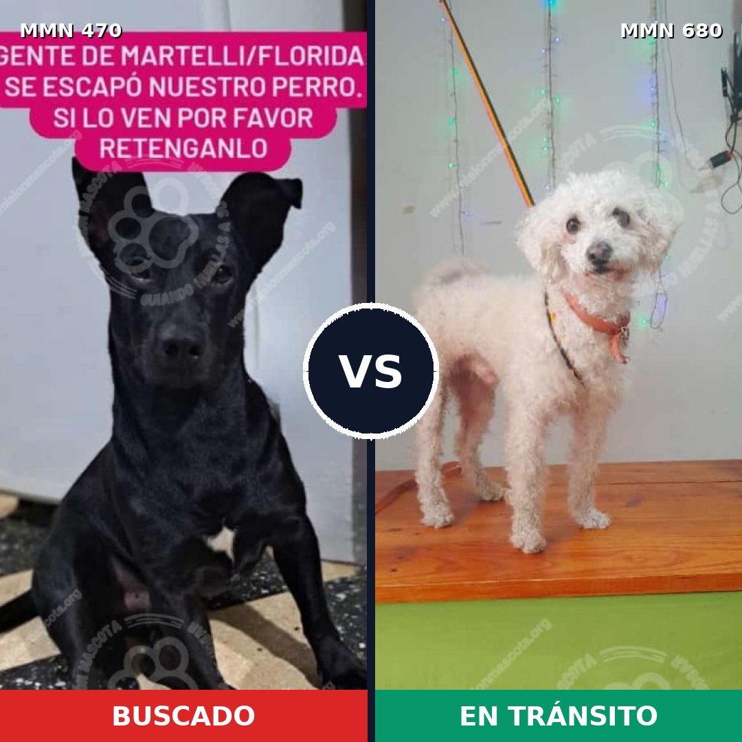 Comparativa MMS 8371: mascota perdida y mascota encontrada, 55% de similitud