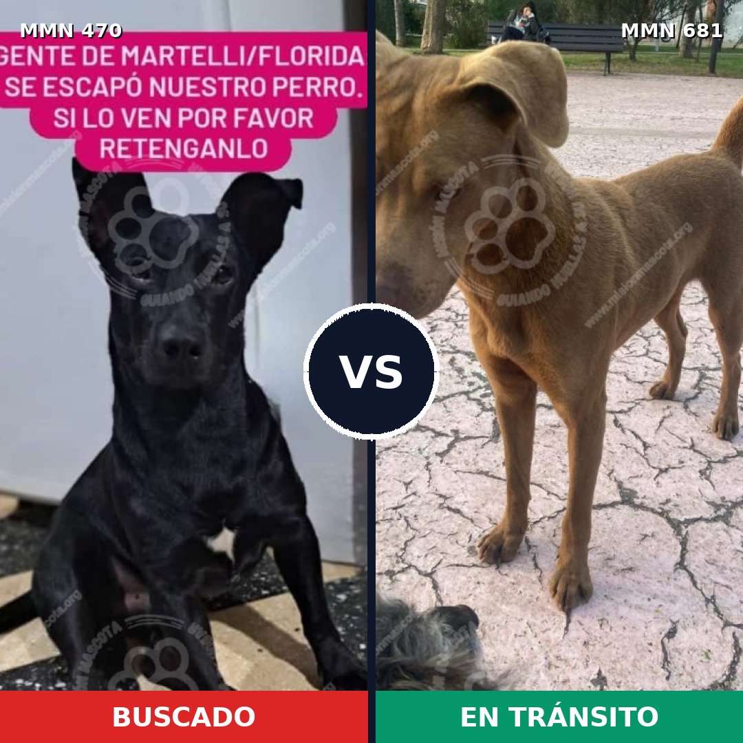 Comparativa MMS 8372: mascota perdida y mascota encontrada, 21% de similitud