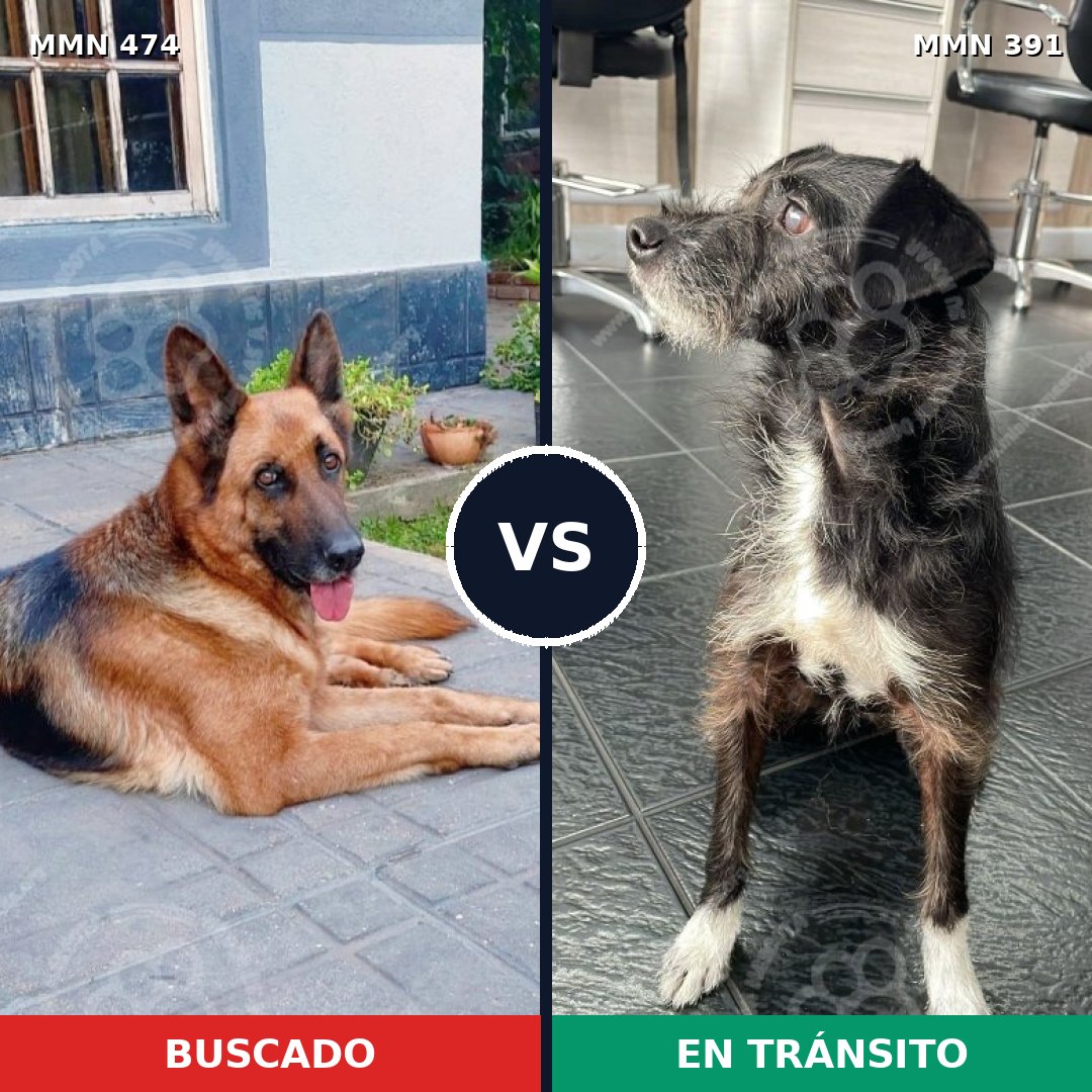 Comparativa MMS 8373: mascota perdida y mascota encontrada, 34% de similitud