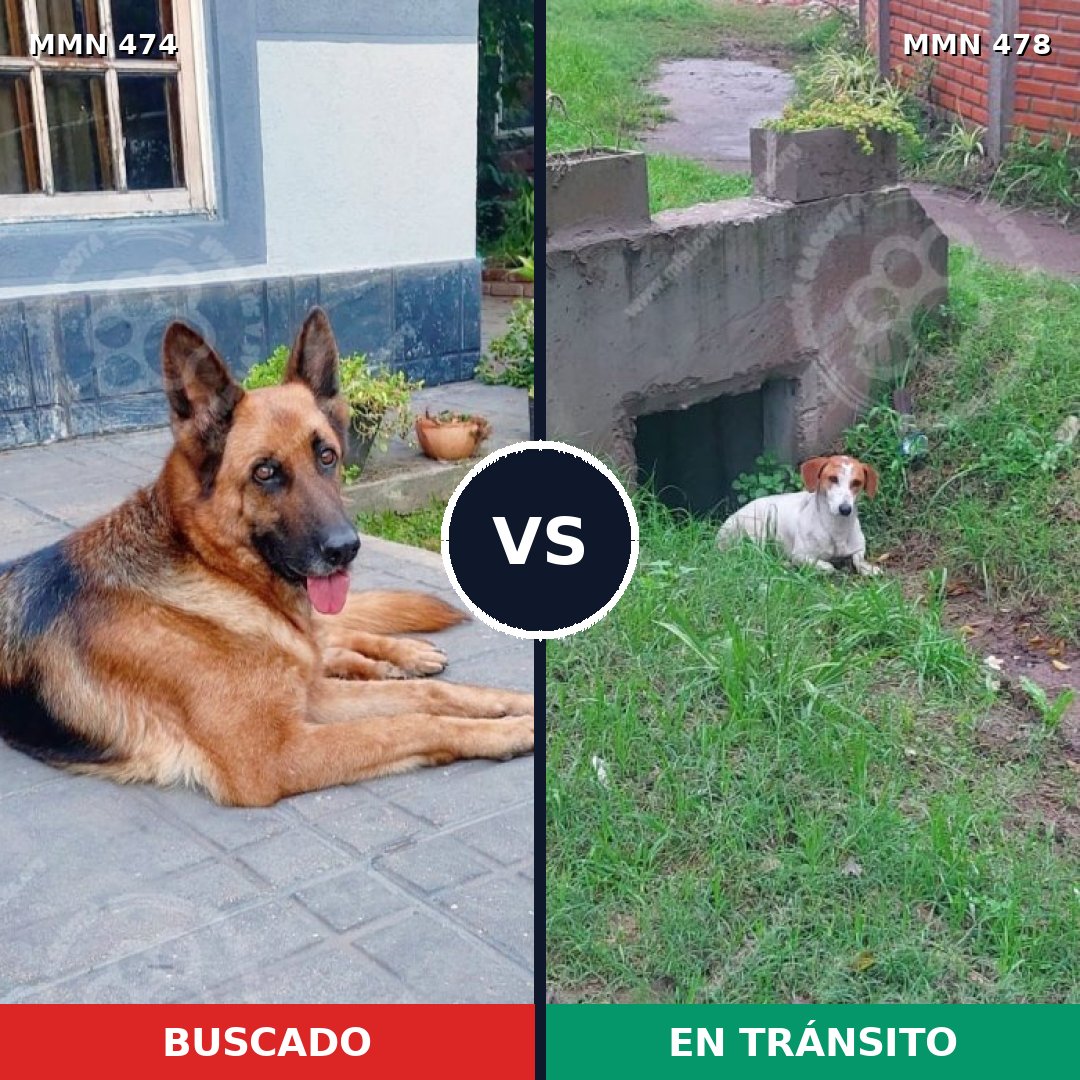 Comparativa MMS 8375: mascota perdida y mascota encontrada, 16% de similitud