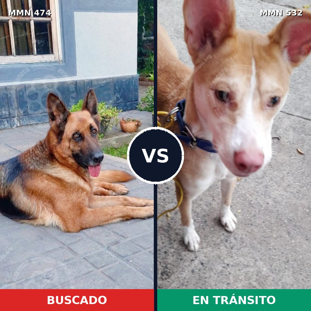 Comparativa MMS 8379: mascota perdida y mascota encontrada, 4% de similitud
