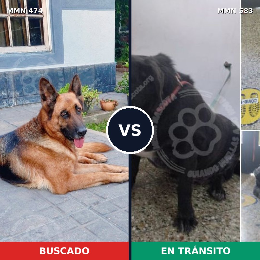 Comparativa MMS 8380: mascota perdida y mascota encontrada, 32% de similitud