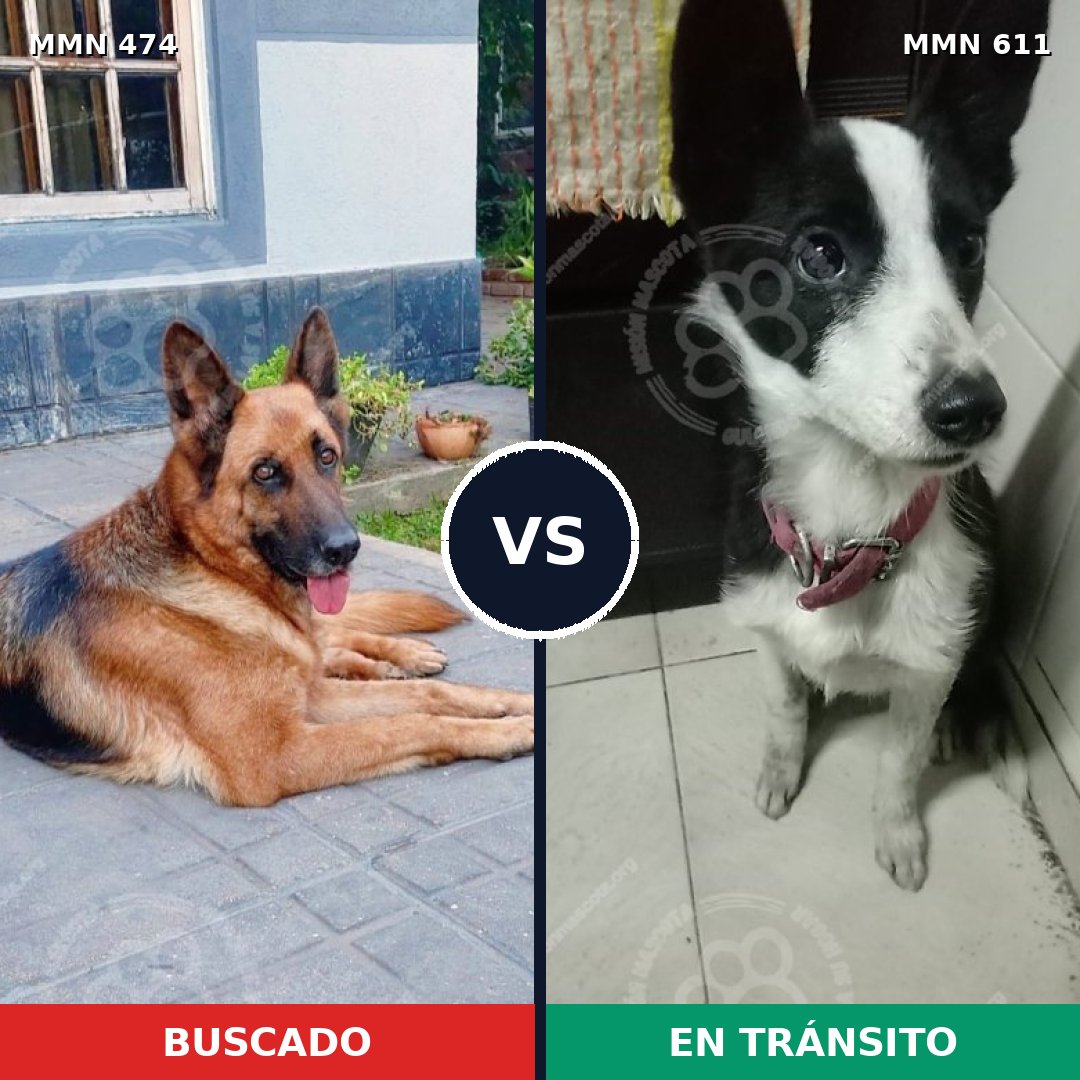 Comparativa MMS 8382: mascota perdida y mascota encontrada, 33% de similitud