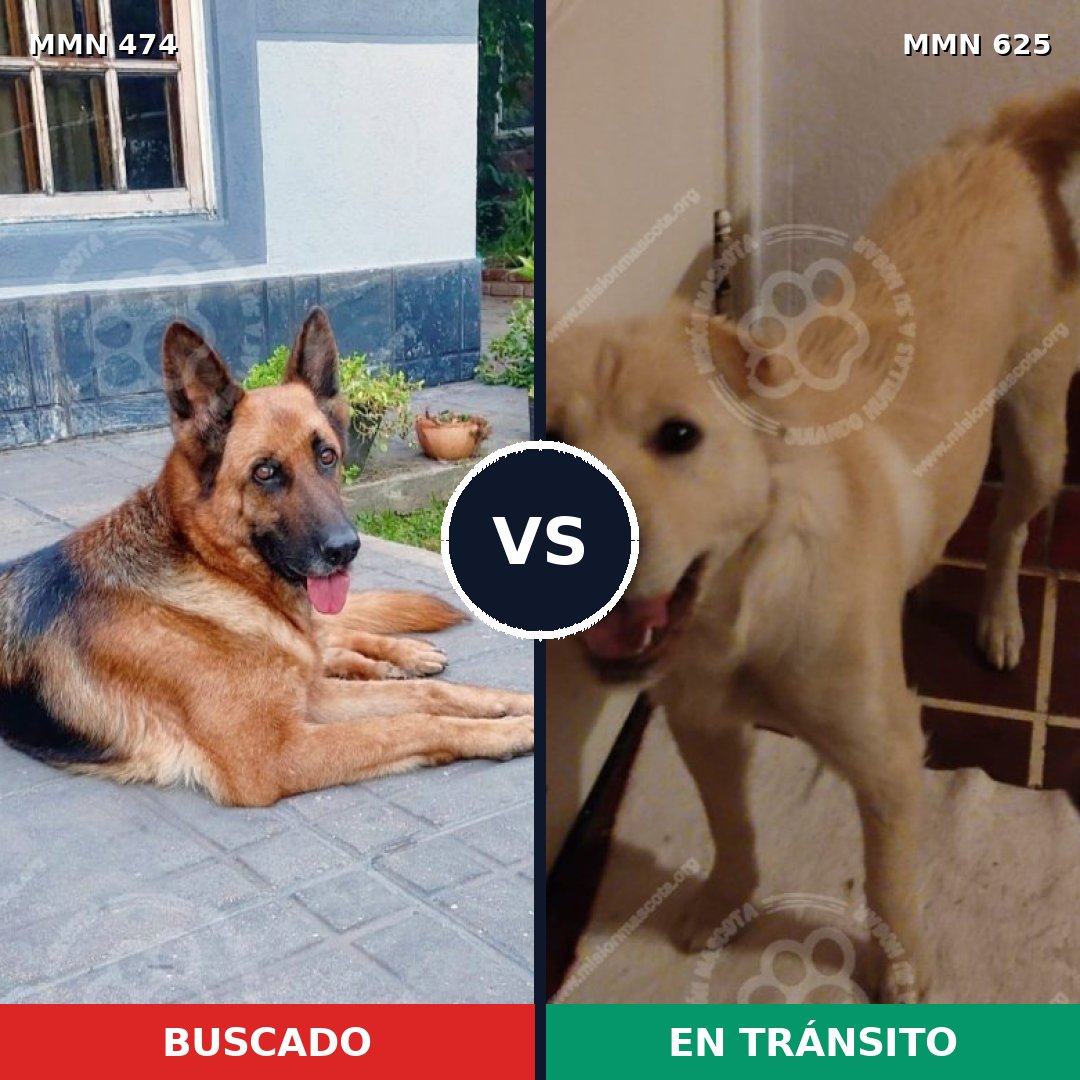 Comparativa MMS 8383: mascota perdida y mascota encontrada, 22% de similitud