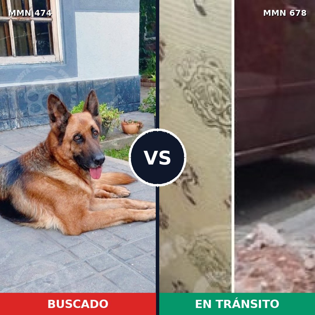 Comparativa MMS 8384: mascota perdida y mascota encontrada, 31% de similitud
