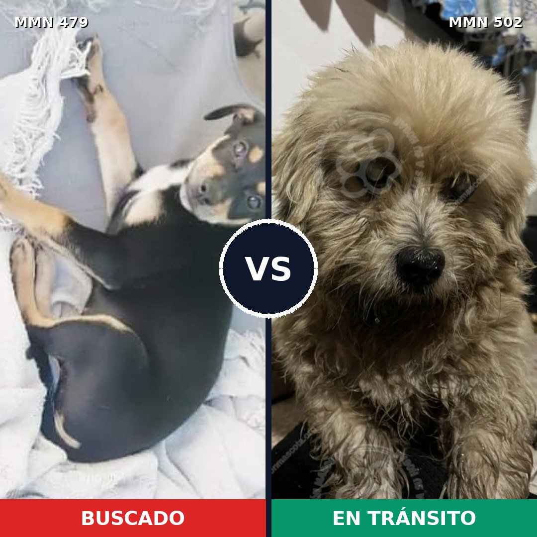 Comparativa MMS 8385: mascota perdida y mascota encontrada, 62% de similitud