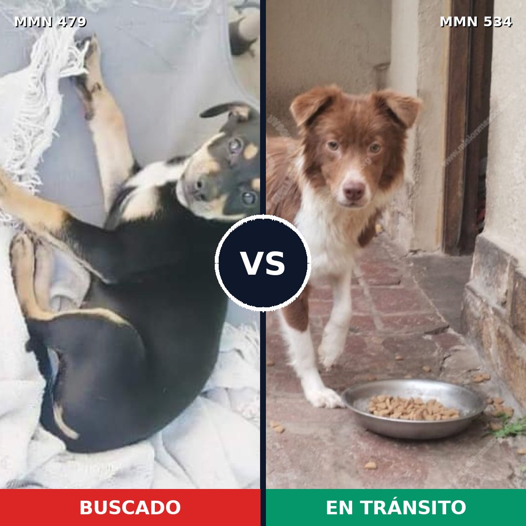 Comparativa MMS 8388: mascota perdida y mascota encontrada, 14% de similitud