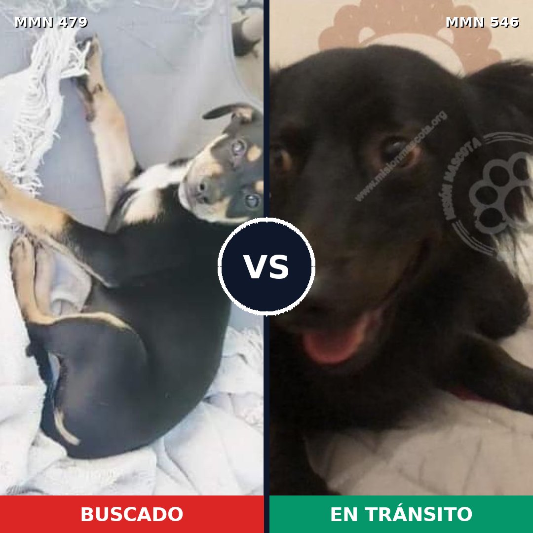 Comparativa MMS 8390: mascota perdida y mascota encontrada, 68% de similitud
