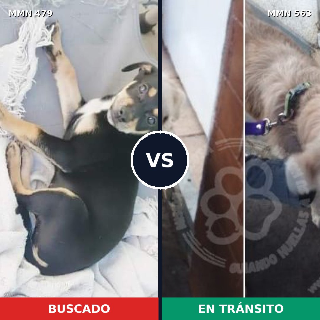 Comparativa MMS 8391: mascota perdida y mascota encontrada, 22% de similitud