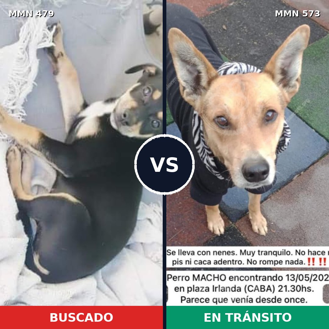 Comparativa MMS 8392: mascota perdida y mascota encontrada, 44% de similitud
