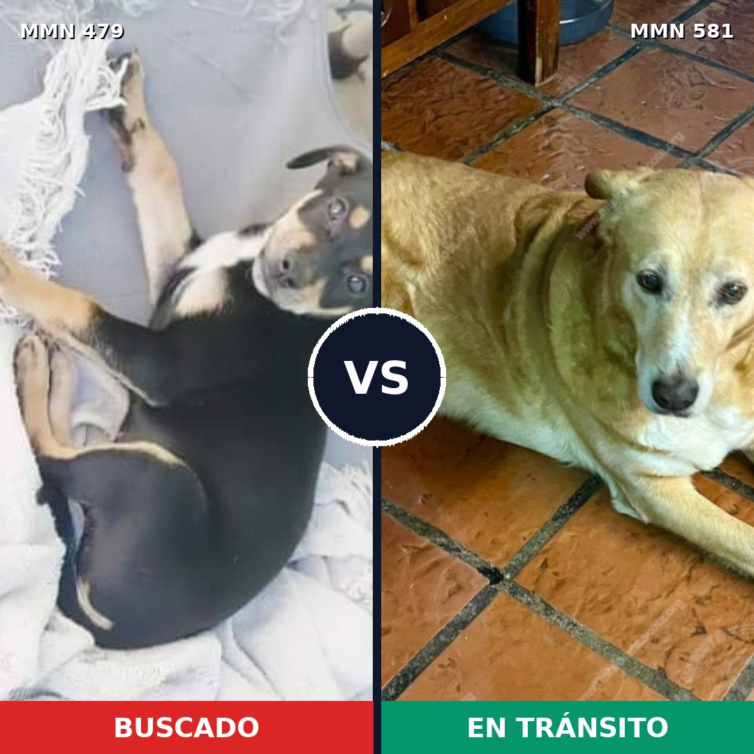 Comparativa MMS 8394: mascota perdida y mascota encontrada, 20% de similitud