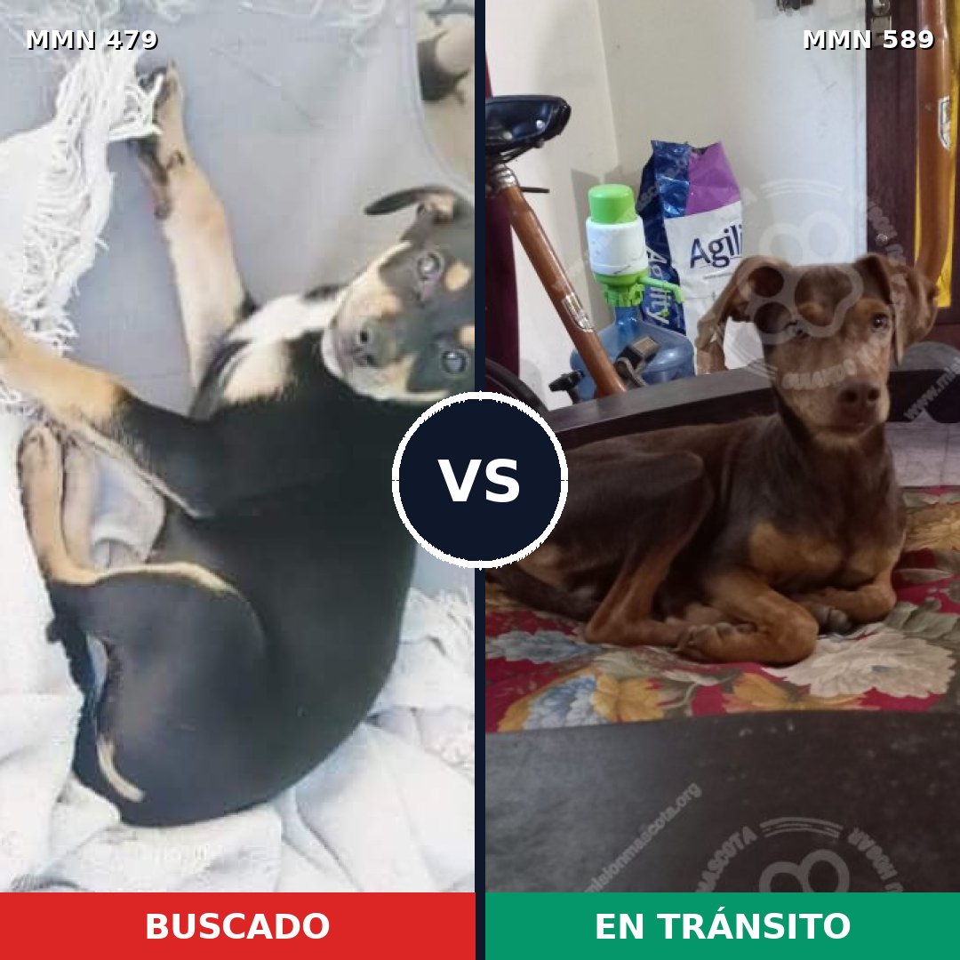 Comparativa MMS 8395: mascota perdida y mascota encontrada, 59% de similitud