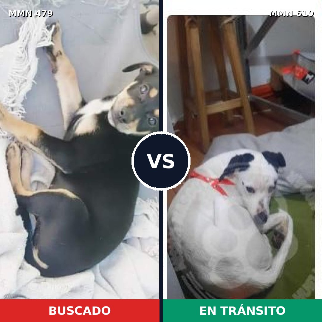 Comparativa MMS 8396: mascota perdida y mascota encontrada, 33% de similitud