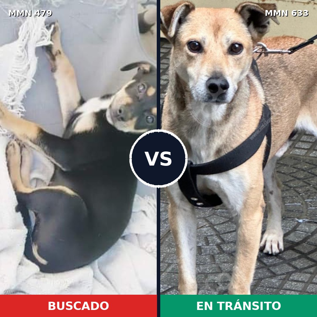 Comparativa MMS 8398: mascota perdida y mascota encontrada, 22% de similitud