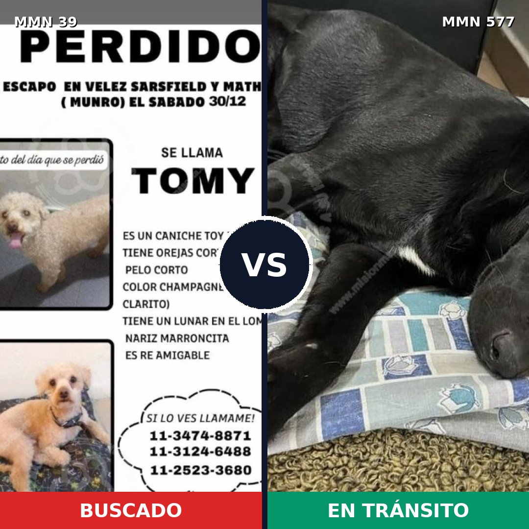 Comparativa MMS 84: mascota perdida y mascota encontrada, 26% de similitud