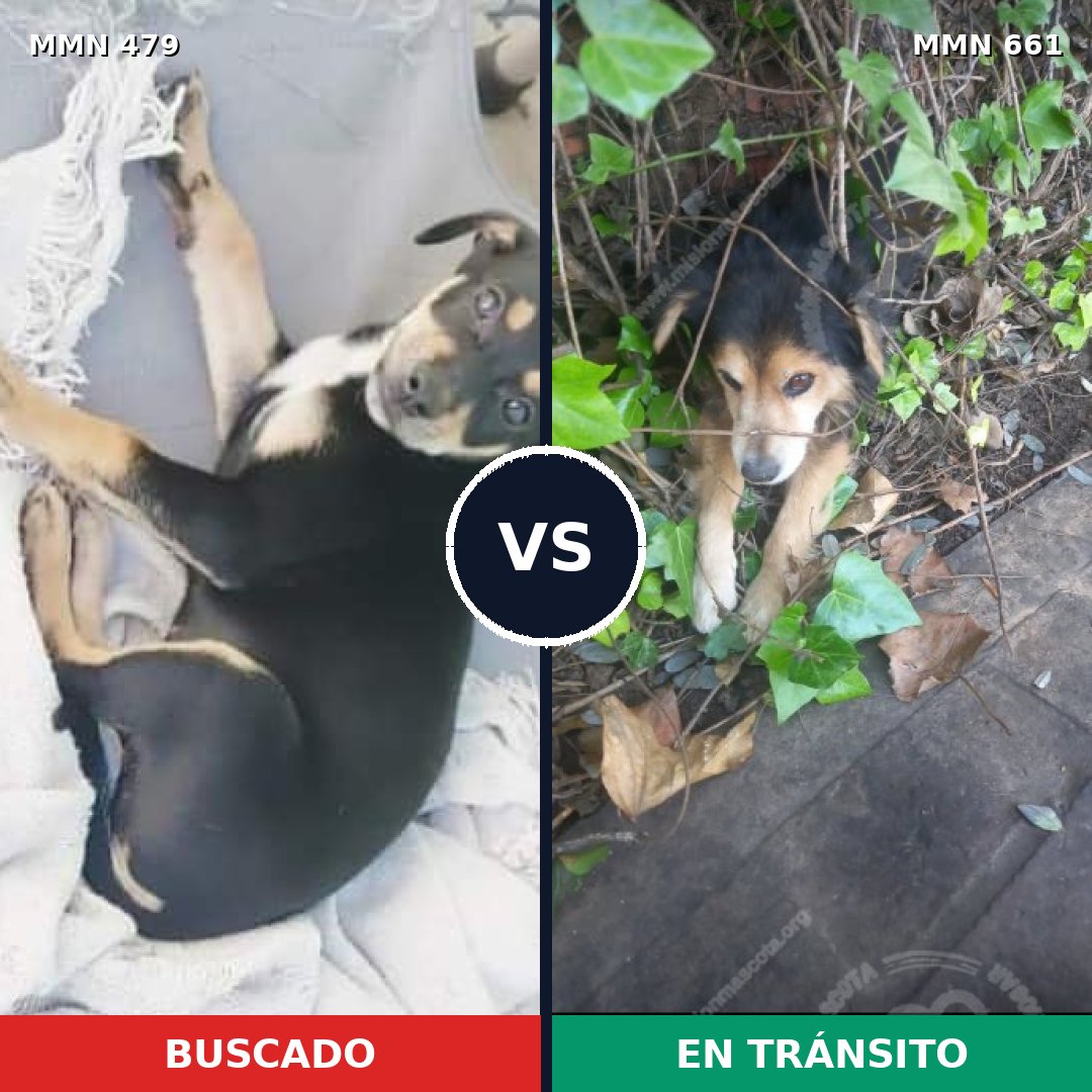 Comparativa MMS 8400: mascota perdida y mascota encontrada, 63% de similitud
