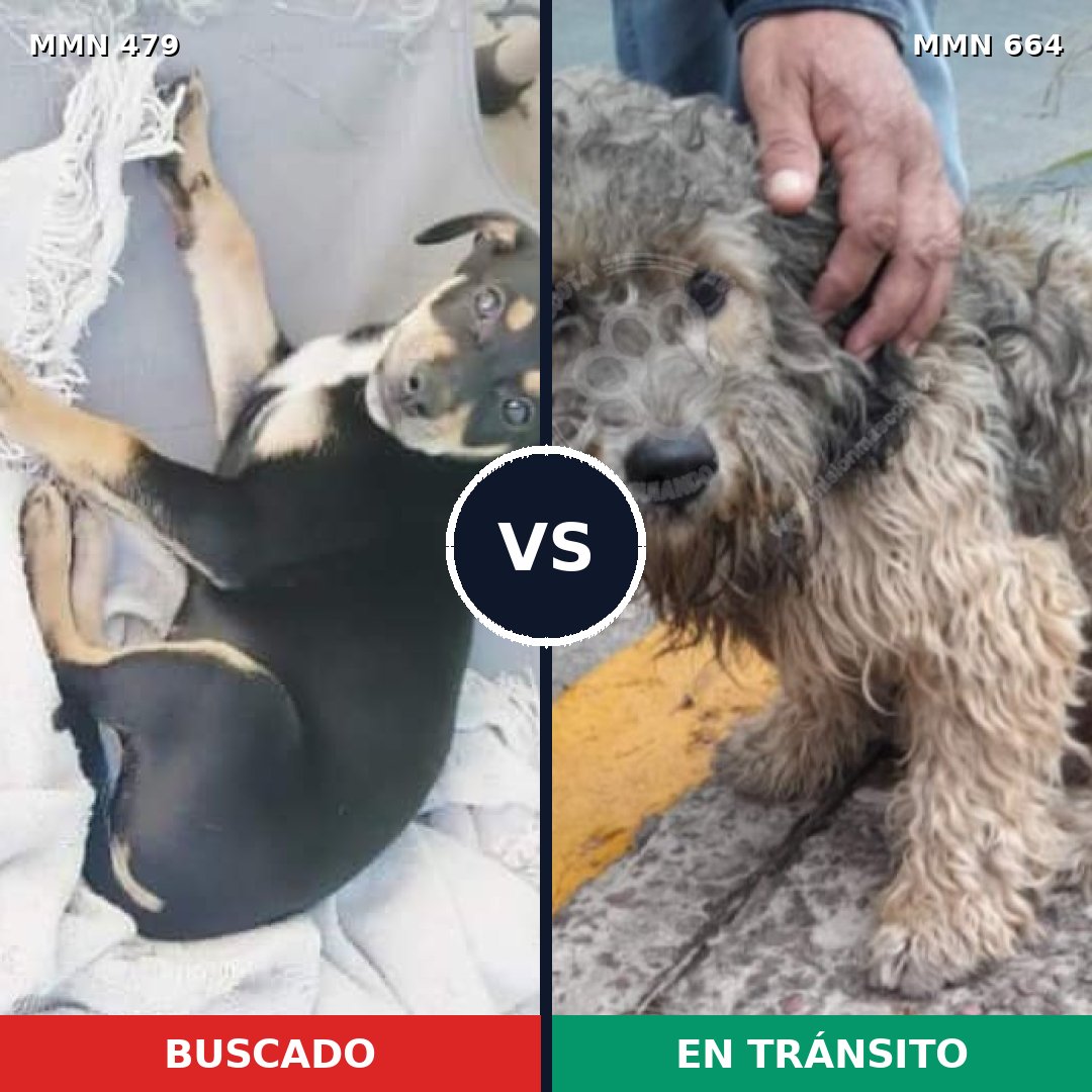 Comparativa MMS 8401: mascota perdida y mascota encontrada, 22% de similitud