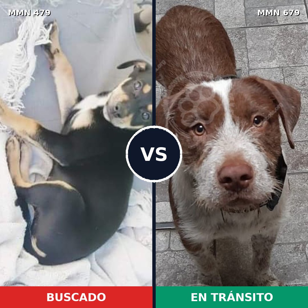 Comparativa MMS 8403: mascota perdida y mascota encontrada, 14% de similitud