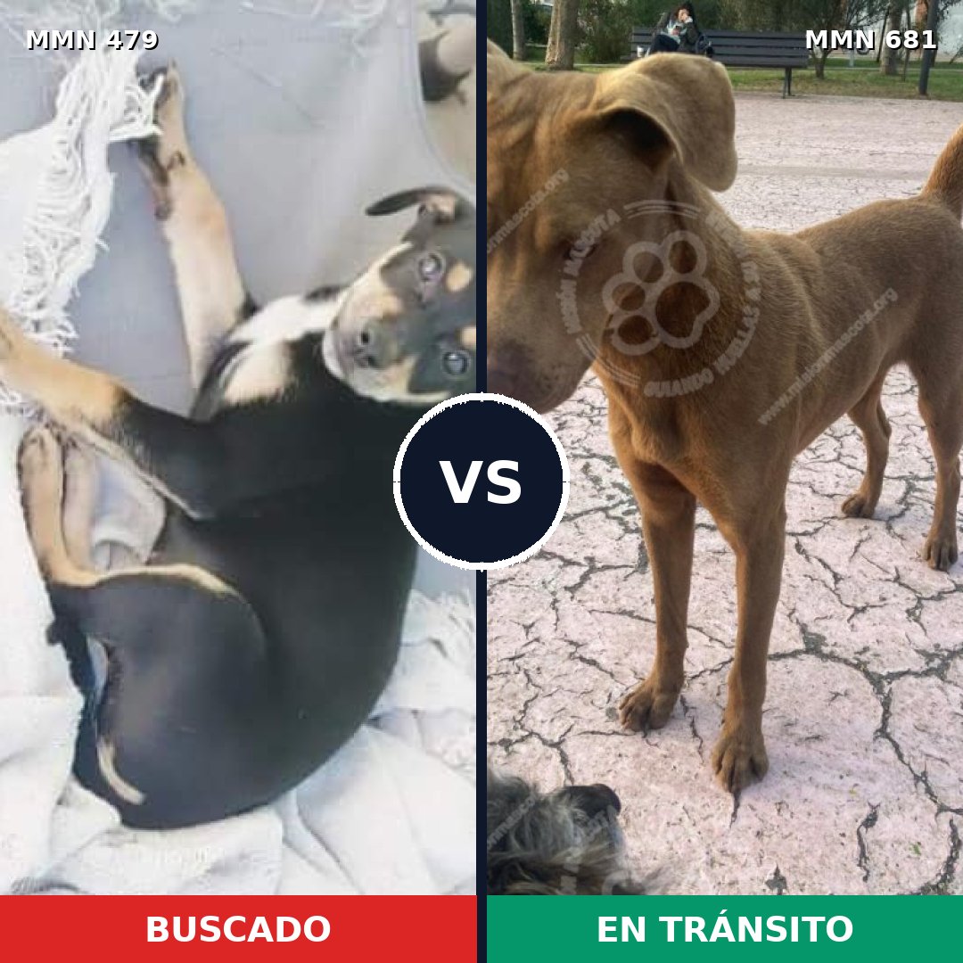 Comparativa MMS 8405: mascota perdida y mascota encontrada, 21% de similitud