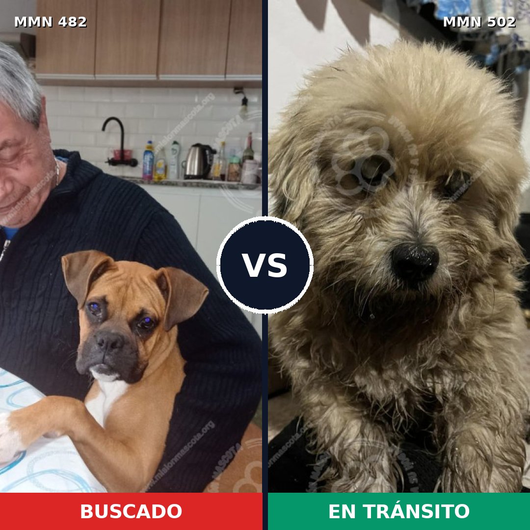 Comparativa MMS 8453: mascota perdida y mascota encontrada, 21% de similitud