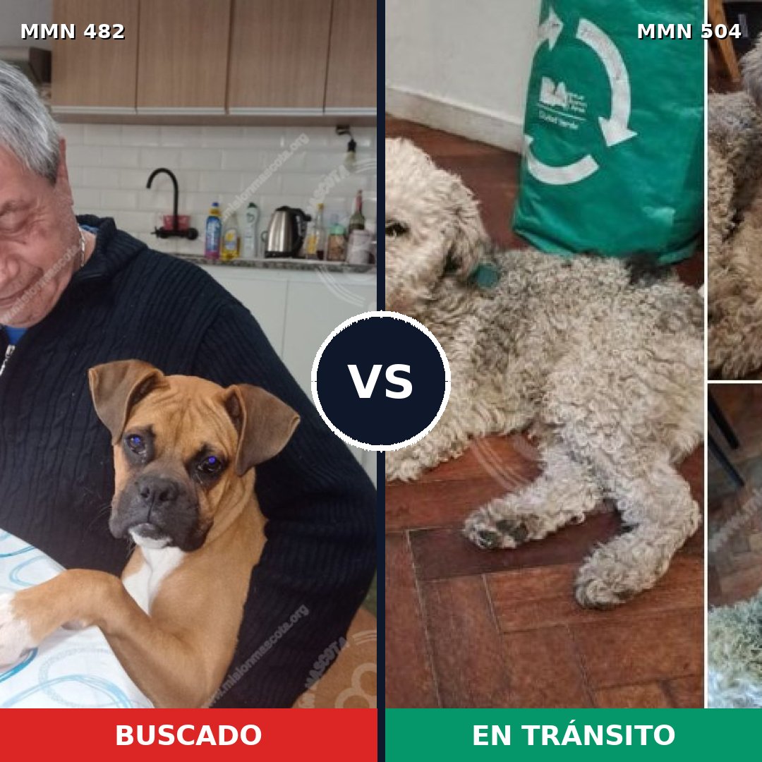 Comparativa MMS 8454: mascota perdida y mascota encontrada, 39% de similitud
