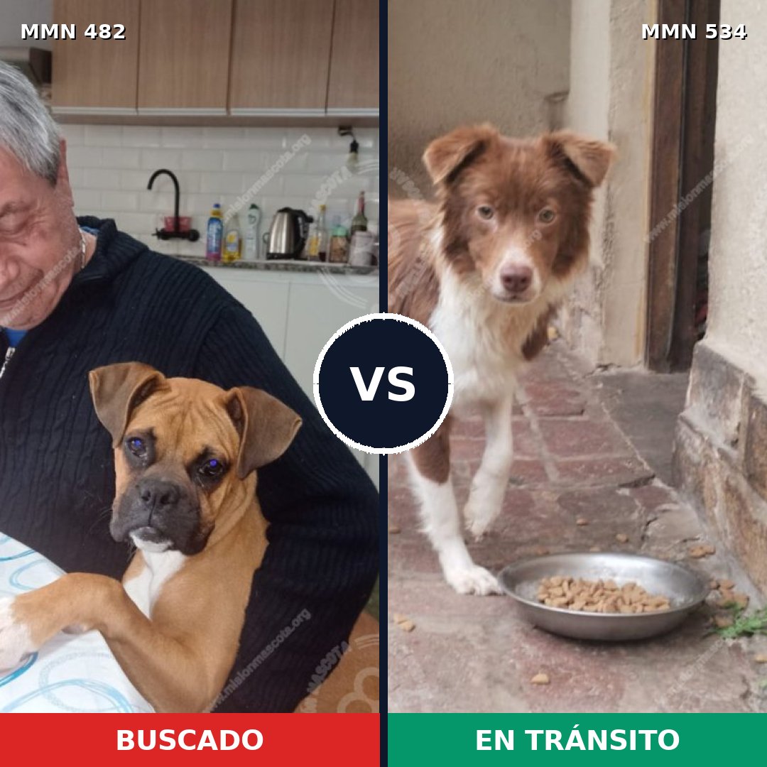 Comparativa MMS 8456: mascota perdida y mascota encontrada, 31% de similitud
