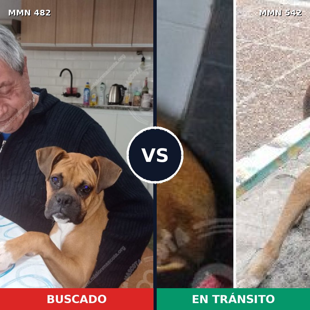 Comparativa MMS 8457: mascota perdida y mascota encontrada, 39% de similitud
