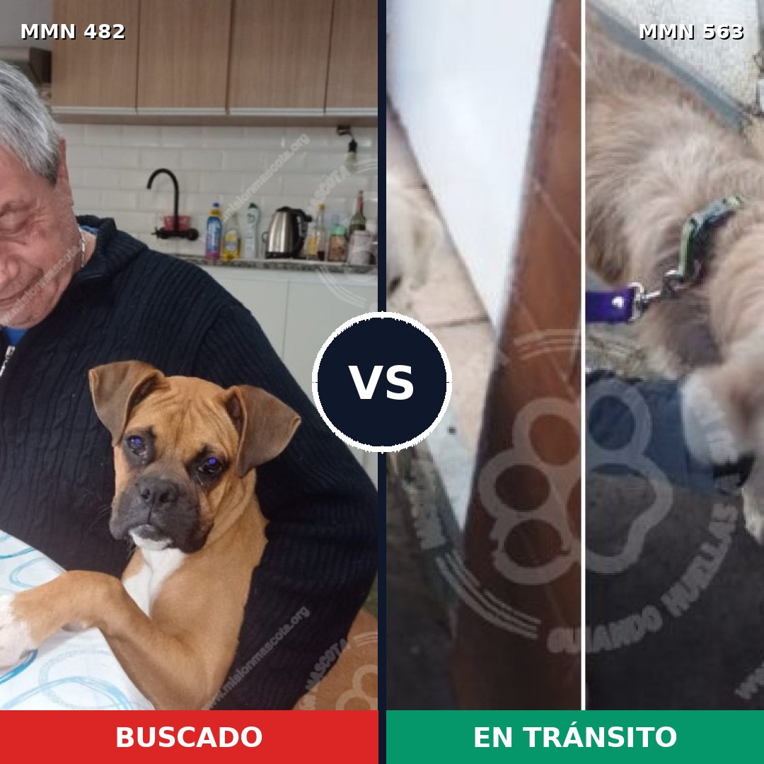 Comparativa MMS 8459: mascota perdida y mascota encontrada, 41% de similitud