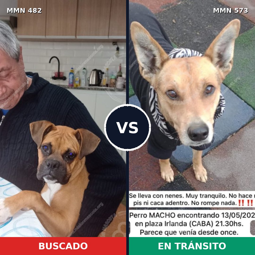 Comparativa MMS 8460: mascota perdida y mascota encontrada, 34% de similitud