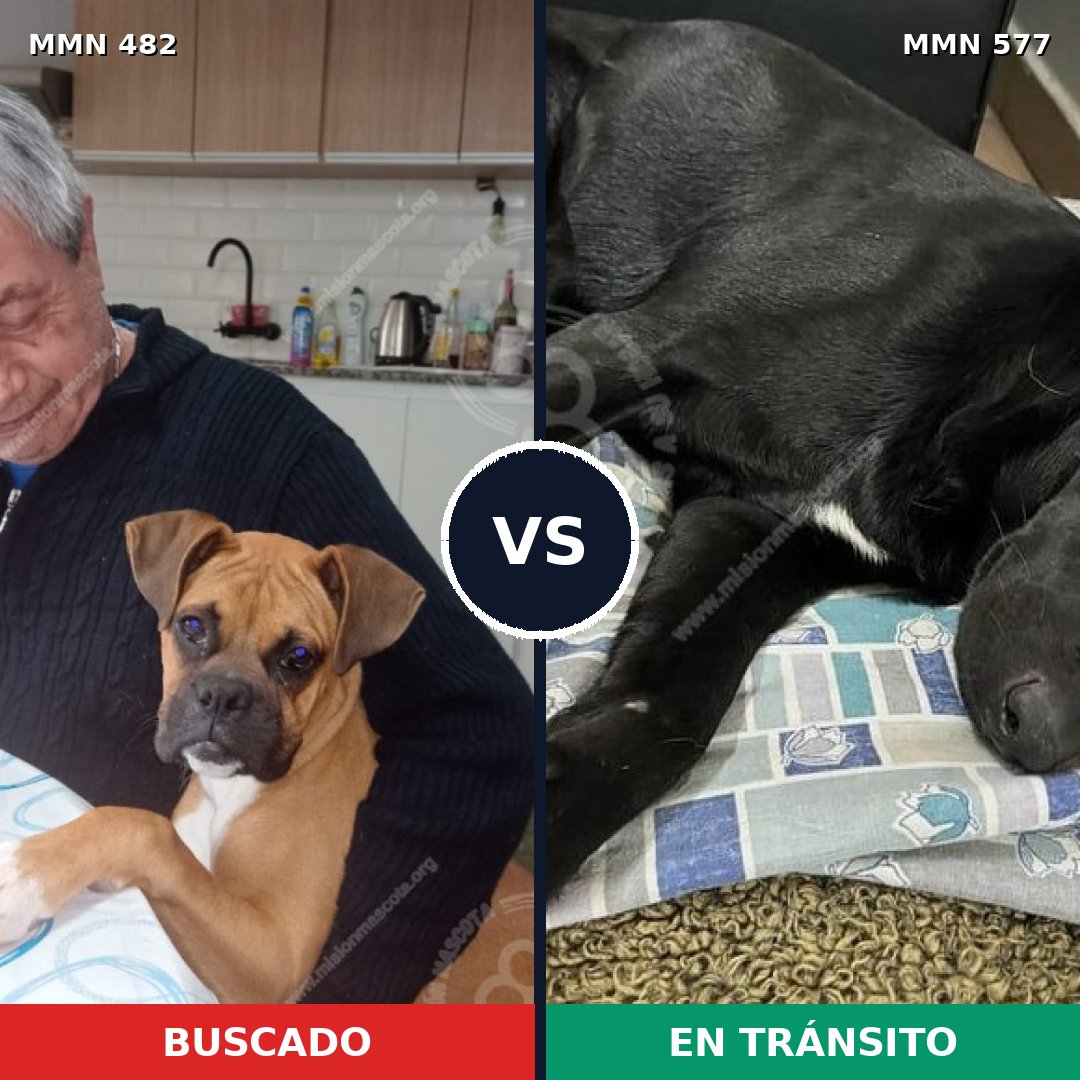 Comparativa MMS 8461: mascota perdida y mascota encontrada, 37% de similitud