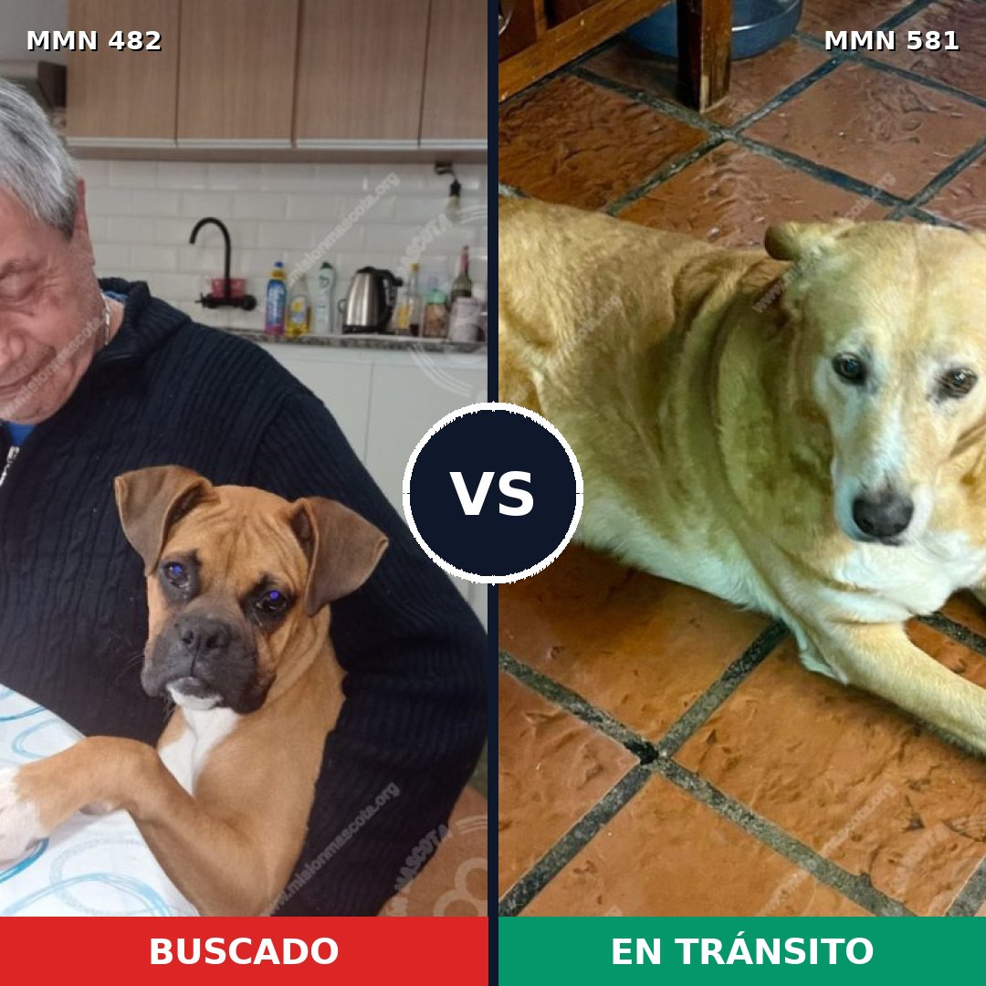 Comparativa MMS 8462: mascota perdida y mascota encontrada, 48% de similitud