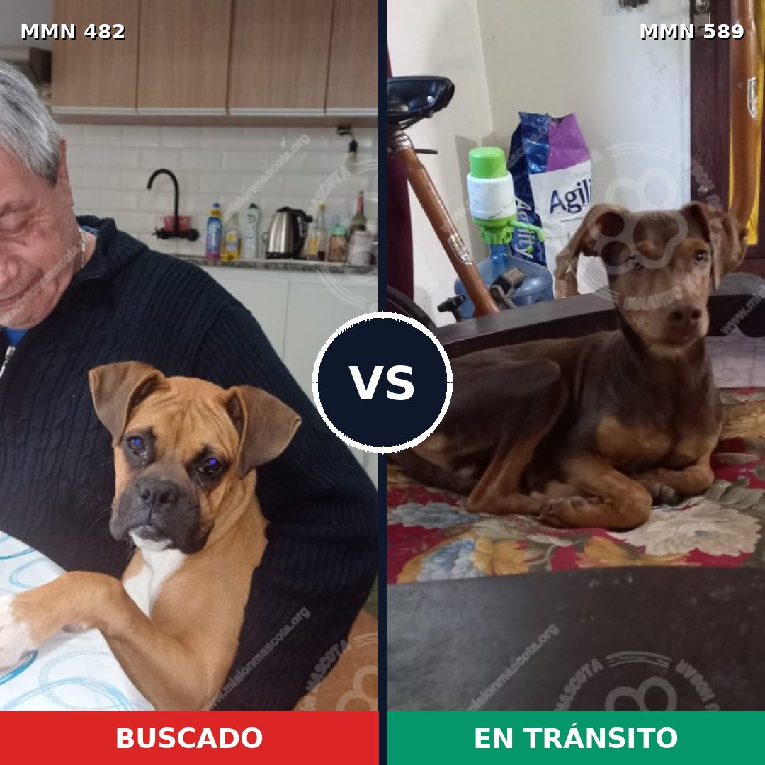 Comparativa MMS 8463: mascota perdida y mascota encontrada, 29% de similitud