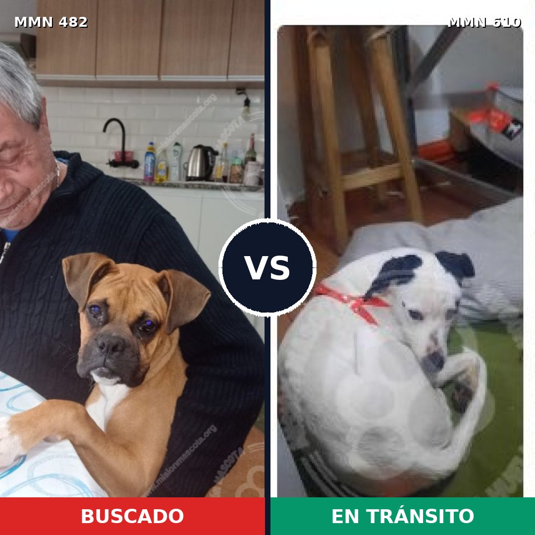 Comparativa MMS 8464: mascota perdida y mascota encontrada, 36% de similitud