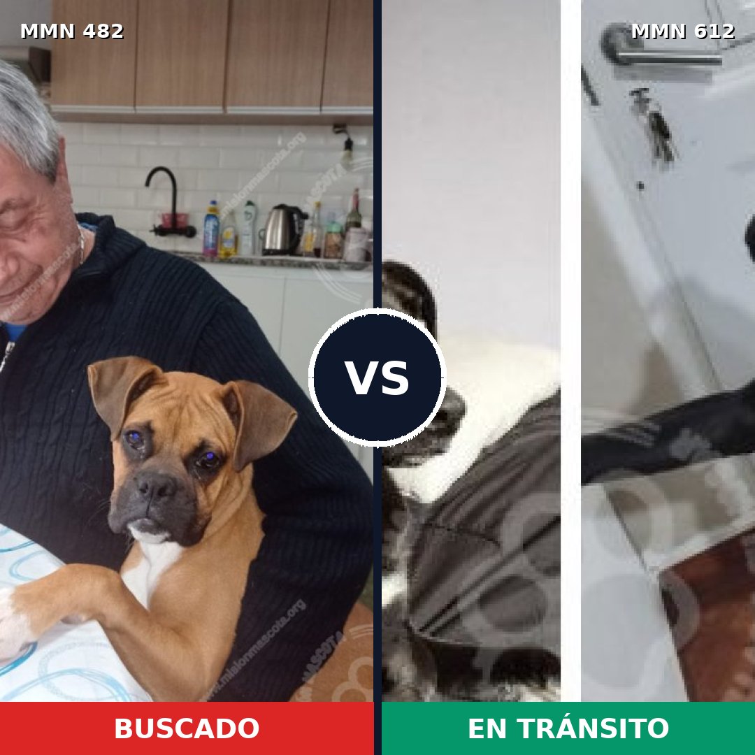 Comparativa MMS 8465: mascota perdida y mascota encontrada, 37% de similitud