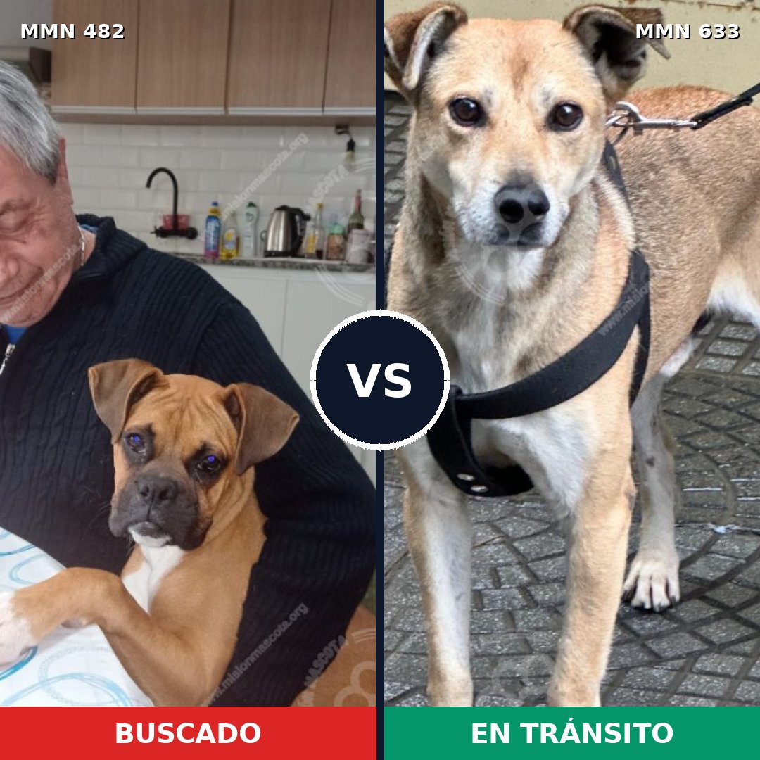 Comparativa MMS 8466: mascota perdida y mascota encontrada, 38% de similitud