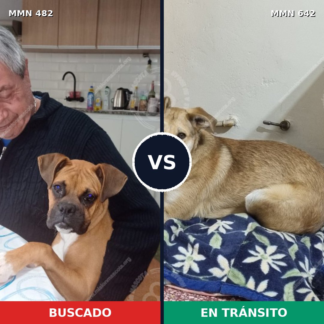 Comparativa MMS 8467: mascota perdida y mascota encontrada, 44% de similitud