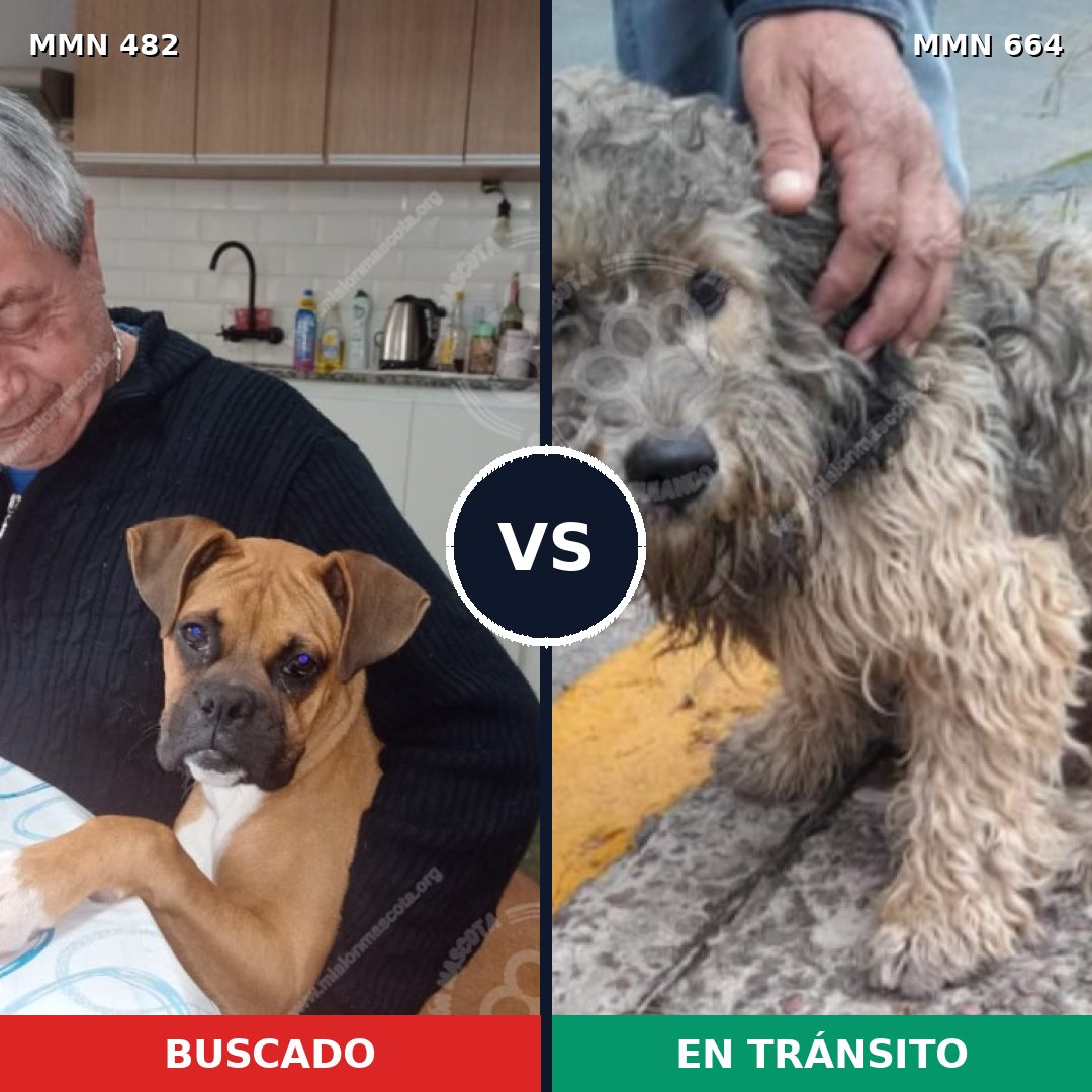 Comparativa MMS 8469: mascota perdida y mascota encontrada, 31% de similitud