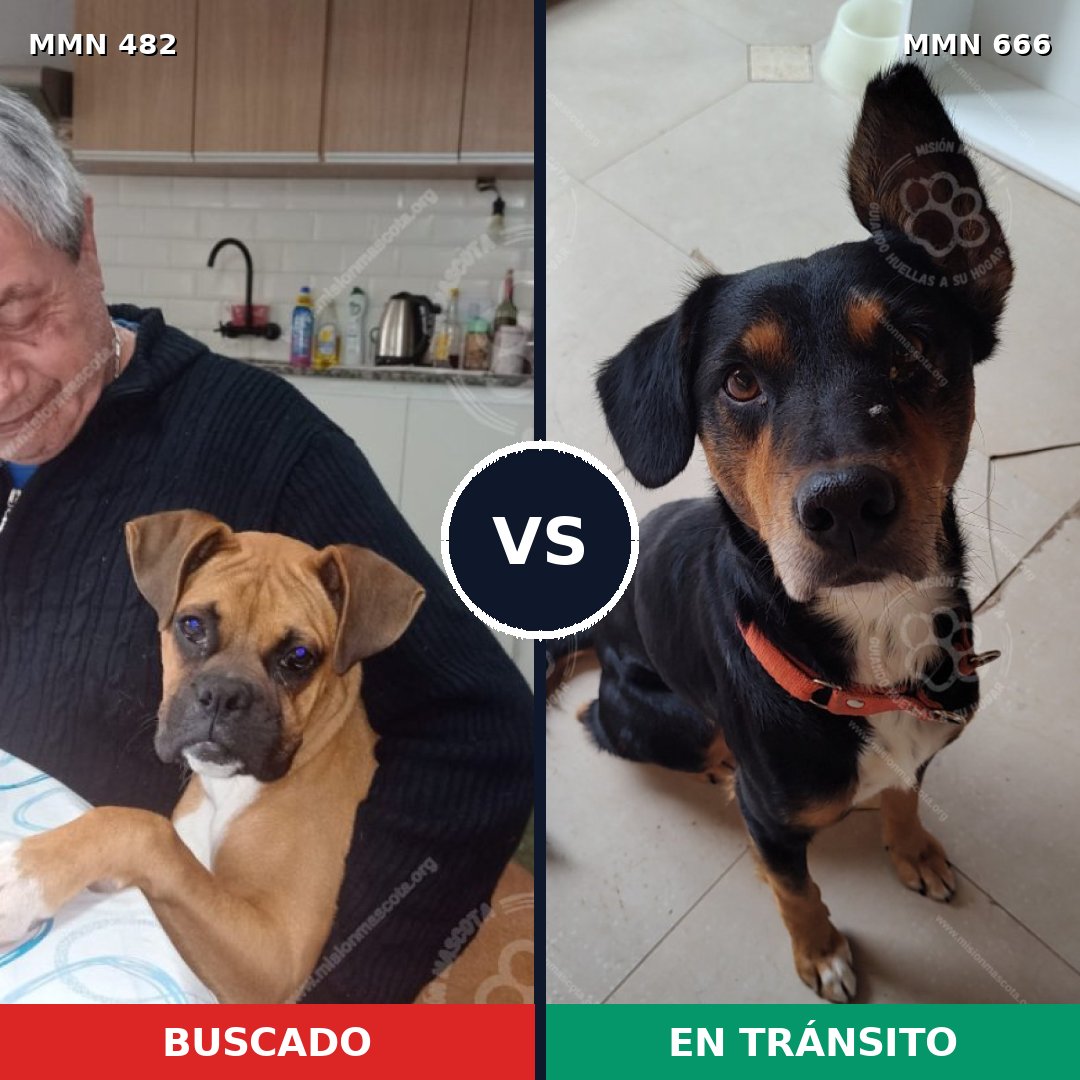 Comparativa MMS 8470: mascota perdida y mascota encontrada, 34% de similitud