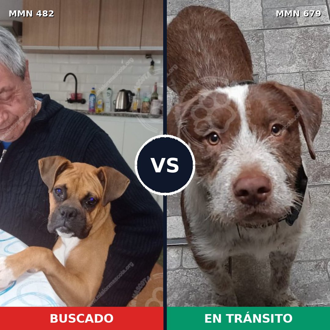 Comparativa MMS 8471: mascota perdida y mascota encontrada, 46% de similitud