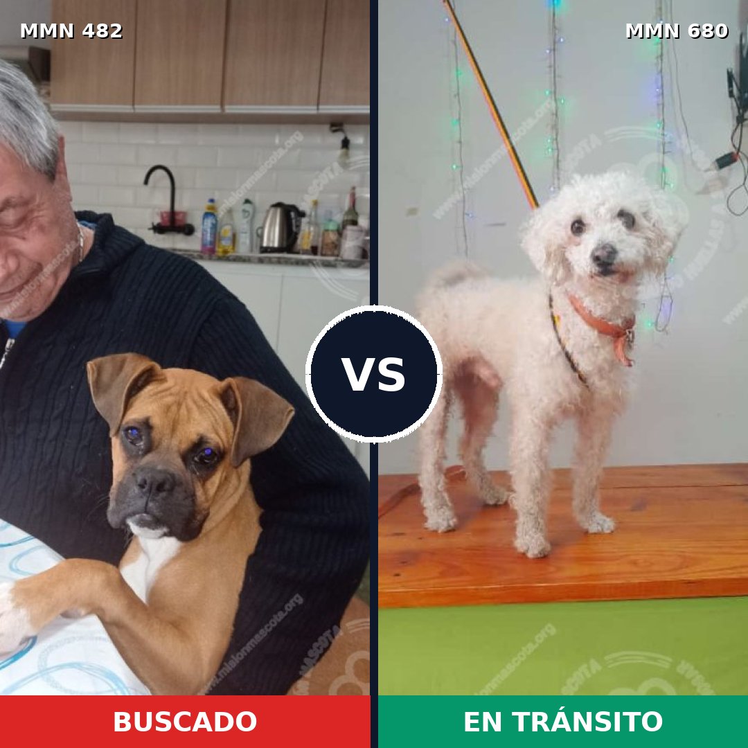 Comparativa MMS 8472: mascota perdida y mascota encontrada, 37% de similitud