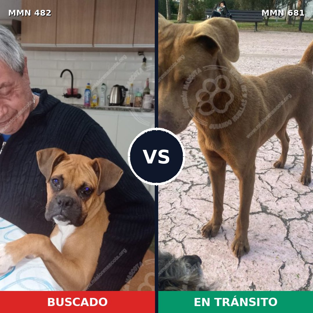 Comparativa MMS 8473: mascota perdida y mascota encontrada, 42% de similitud